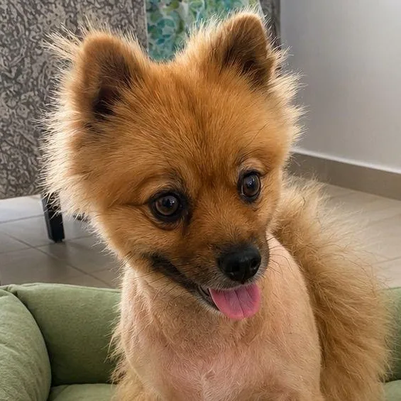 A young small-sized male Golden Pomeranian dog named Bob for adoption in New York, NY