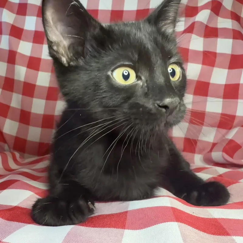 A baby medium-sized male Black Domestic Short Hair cat named Anchovy for adoption in Avoca, PA