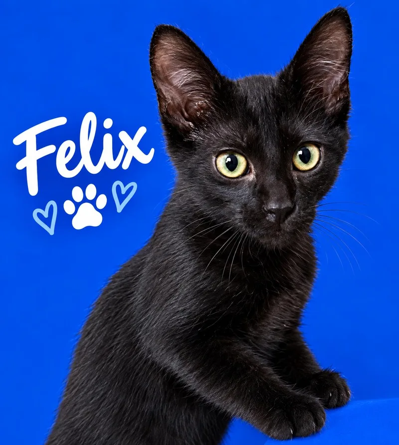 Felix thumbnail 3