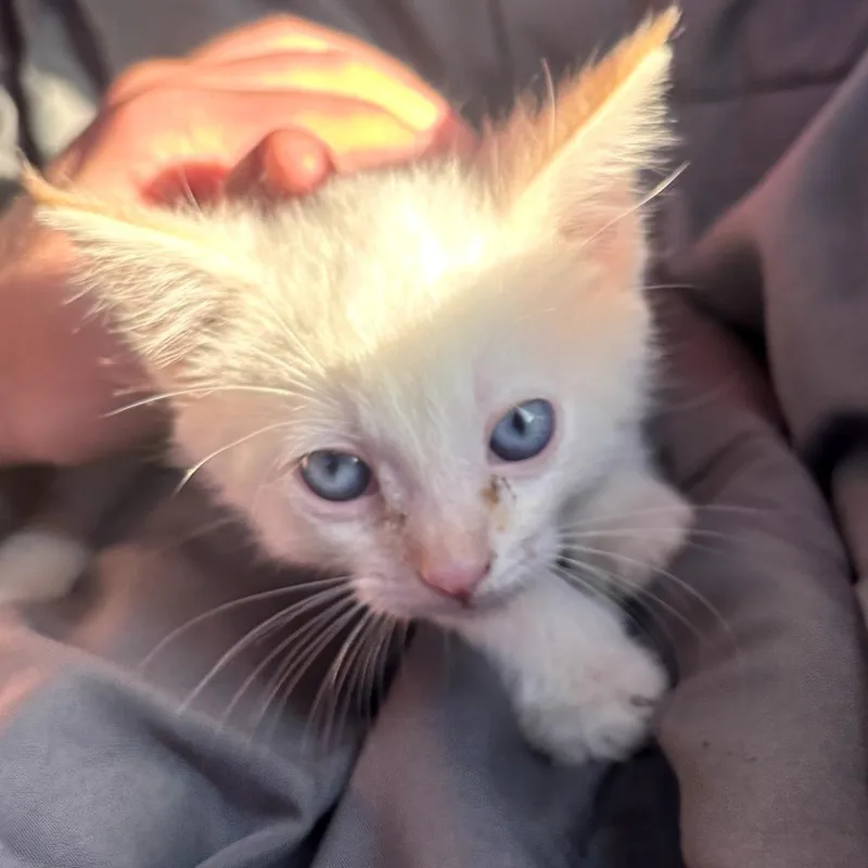 A baby small-sized male Flame Point Siamese cat named Walter for adoption in Muncie, IN