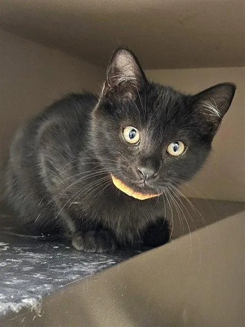 A baby medium-sized male Black Domestic Short Hair cat named Da Vinci for adoption in Clyde, NC
