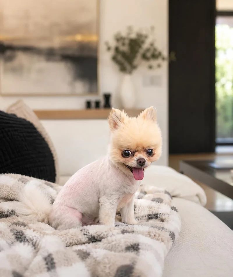 An adult small-sized female White / Cream Pomeranian dog named Sushi for adoption in Oakland, MI