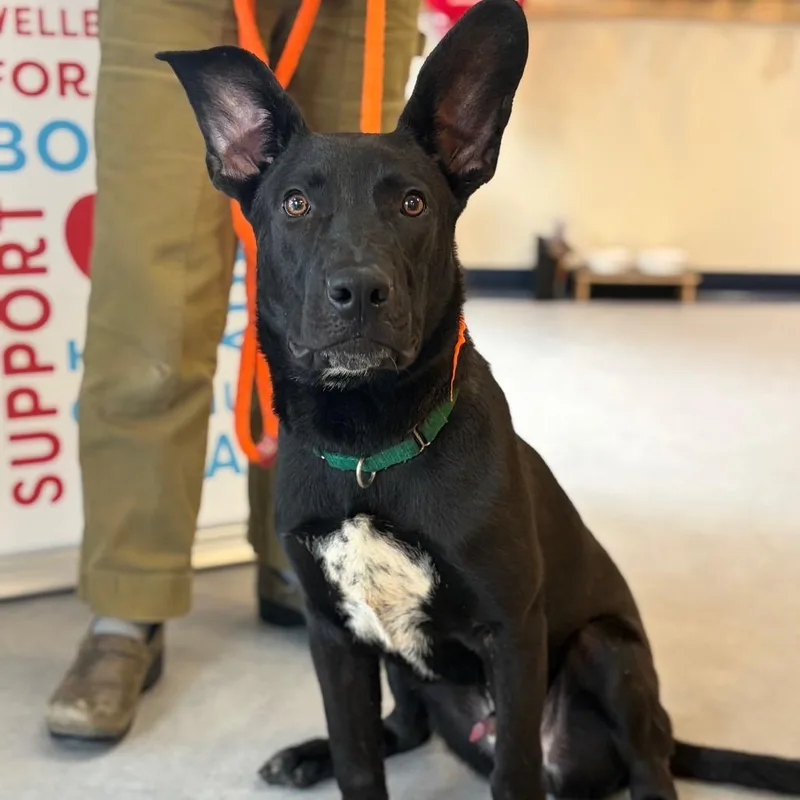A young medium-sized male Black Mixed Breed dog named Hagrid for adoption in Morrisville, VT