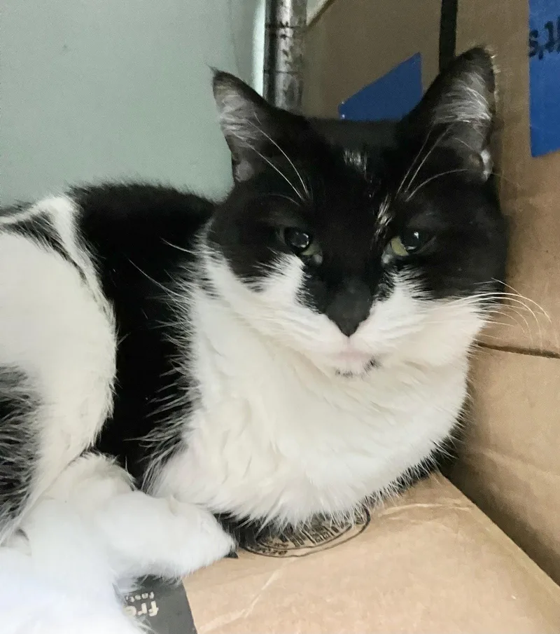 An adult medium-sized female Black & White / Tuxedo Domestic Short Hair cat named Helen for adoption in Dublin, OH