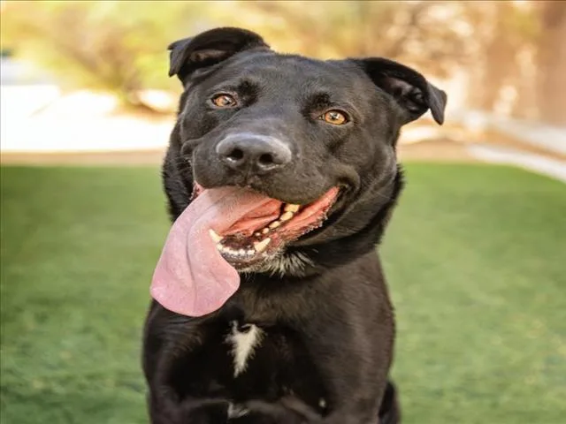 A young large-sized male Labrador Retriever dog named Brazen for adoption in Las Vegas, NV