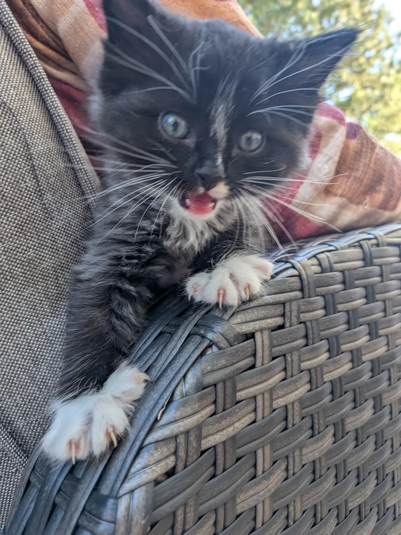 A baby medium-sized male Domestic Short Hair cat named Reptile for adoption in Fruit Heights, UT