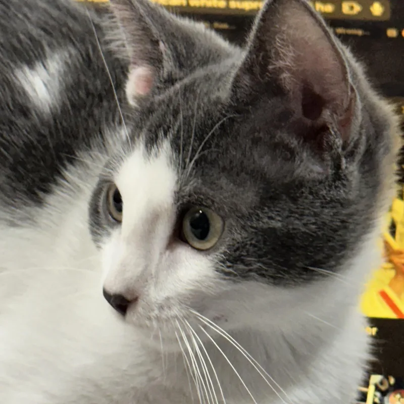 A baby small-sized male Gray & White Domestic Short Hair cat named Bob North Conroe for adoption in Spring, TX