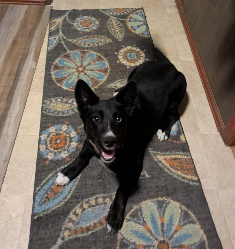 A young medium-sized male Corgi dog named Beans for adoption in Valley City, OH