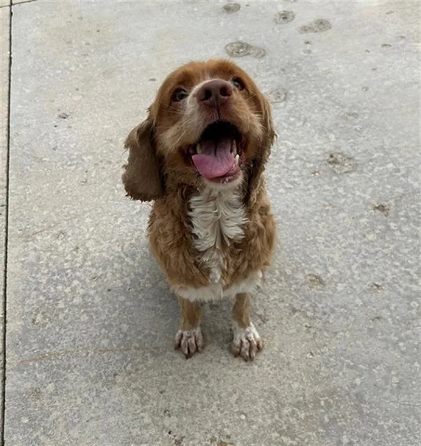 An adult medium-sized male Cocker Spaniel dog named Tommy for adoption in Geneva, IL