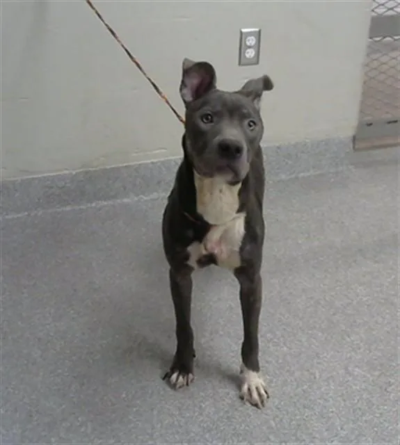 A young medium-sized female Pit Bull Terrier dog named A for adoption in Pasadena, TX