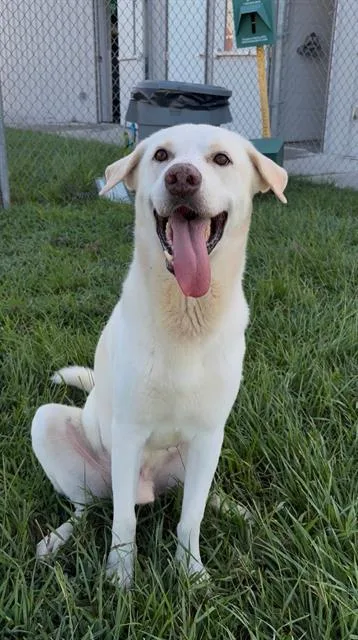 An adult large-sized male Labrador Retriever dog named Churro for adoption in Rosenberg, TX