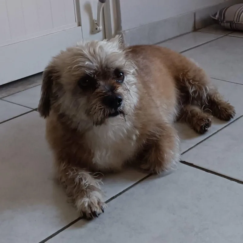 An adult medium-sized male Yellow / Tan / Blond / Fawn Norfolk Terrier dog named Teddy Hope for adoption in New York, NY
