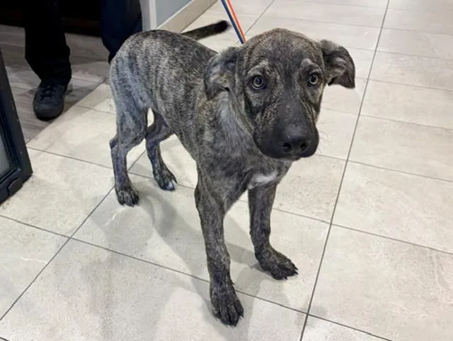 A baby small-sized male Mixed Breed dog named Kyson for adoption in Garland, TX