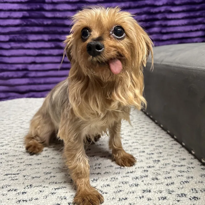An adult small-sized female Yorkshire Terrier dog named Caneel for adoption in Hartland, WI