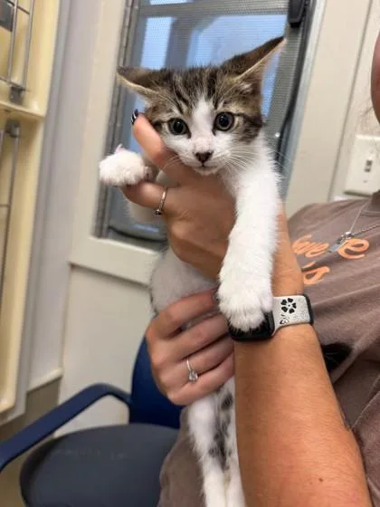 A baby small-sized male Domestic Short Hair cat named Quincy for adoption in King William, VA