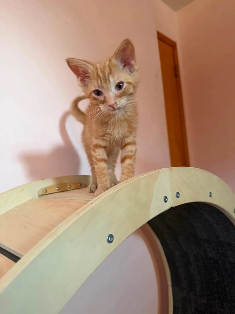 A baby small-sized male Tabby (Orange / Red) Domestic Short Hair cat named Pip for adoption in East Lansing, MI