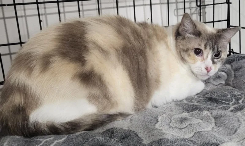 A young medium-sized female Domestic Short Hair cat named Tina for adoption in St. Louis, MO