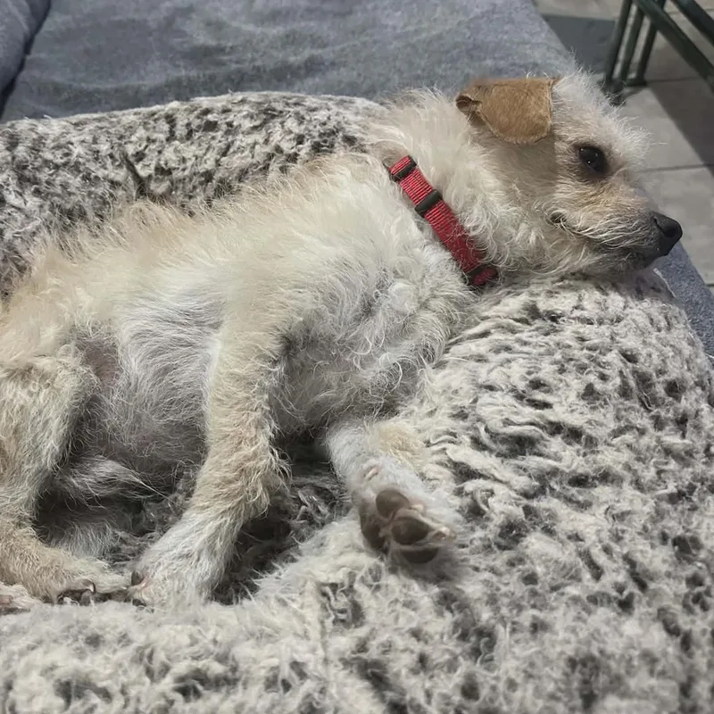 An adult small-sized male Yellow / Tan / Blond / Fawn Glen of Imaal Terrier dog named Alfie Aka Hammy for adoption in Marana, AZ