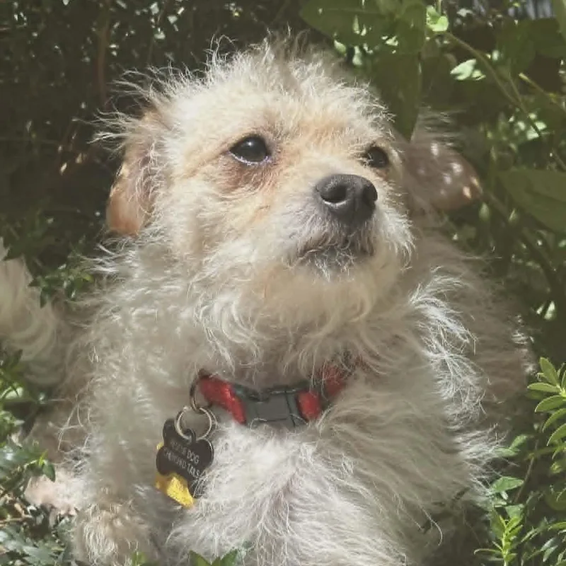 Alfie Aka Hammy thumbnail 4
