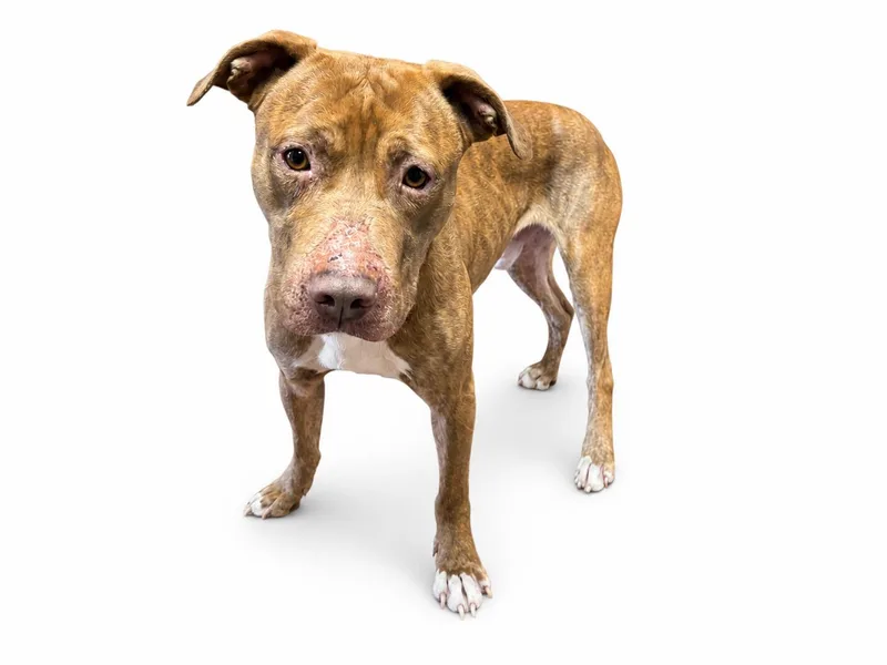 An adult medium-sized male Brown / Chocolate Pit Bull Terrier dog named Caine for adoption in Waldorf, MD