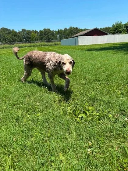 An adult large-sized female Australian Shepherd dog named Cocoa for adoption in Paducah, KY