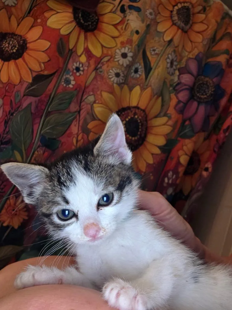 A baby medium-sized male Domestic Short Hair cat named Versace for adoption in Pomona, NY