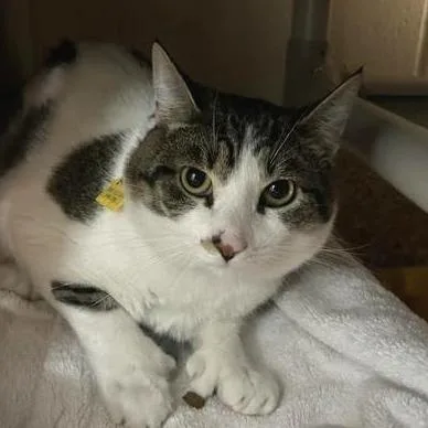 A young medium-sized male White Domestic Short Hair cat named Romeo for adoption in Springfield, MA