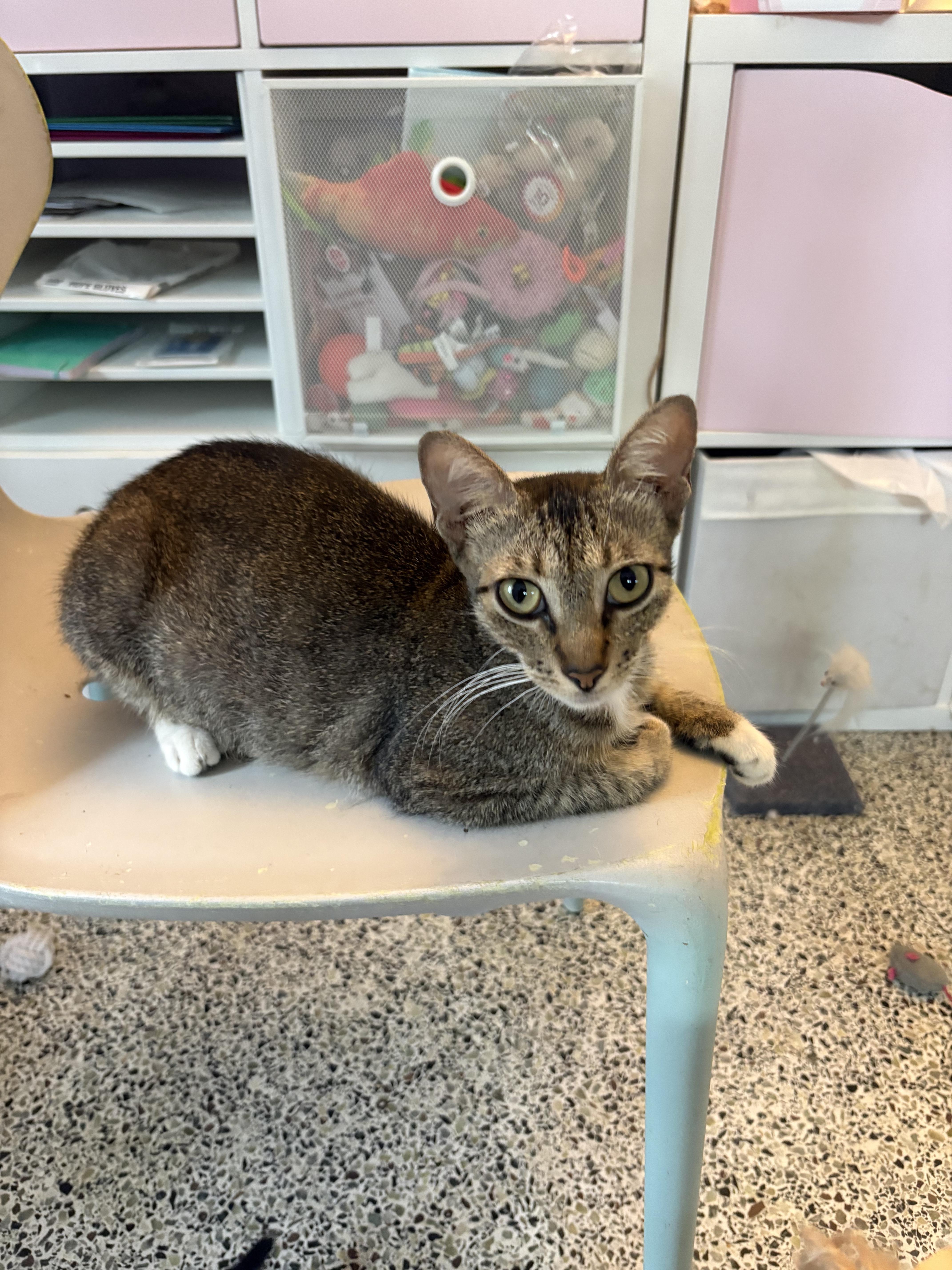 A young medium-sized female Tabby (Brown / Chocolate) Domestic Short Hair cat named Francesca for adoption in Saint Pete Beach, FL