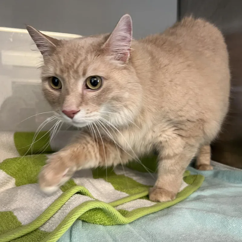 An adult large-sized male Buff / Tan / Fawn Domestic Short Hair cat named Midas for adoption in Ridgely, MD