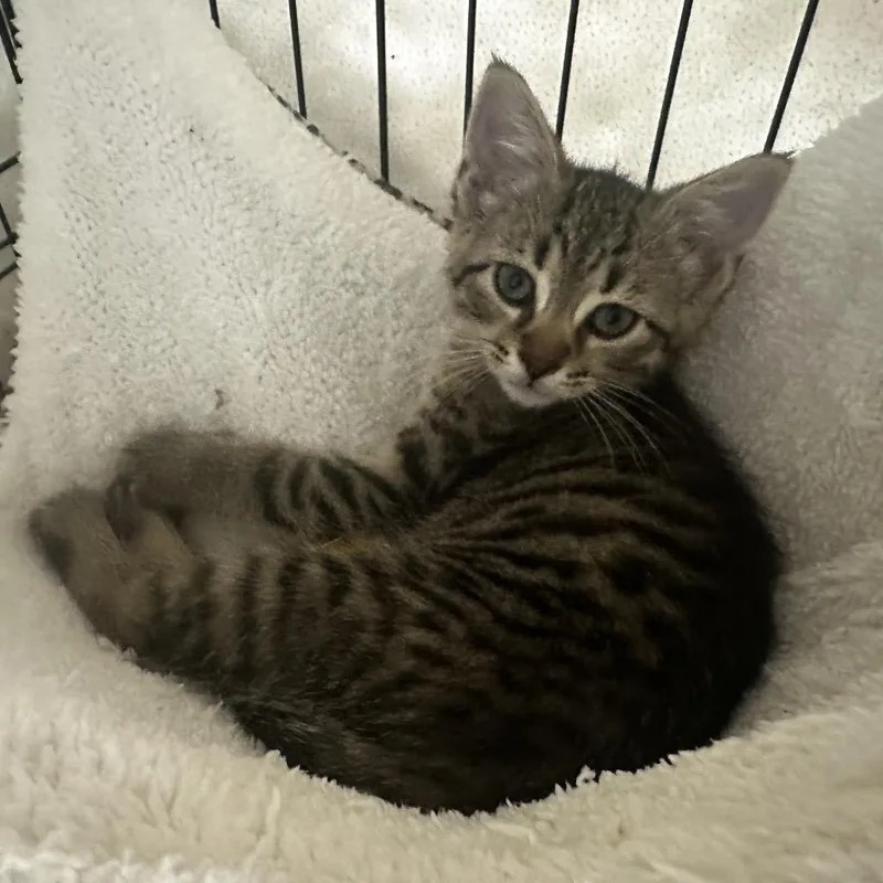 A baby small-sized female Brown / Chocolate Domestic Short Hair cat named Fiona for adoption in Carmel, IN