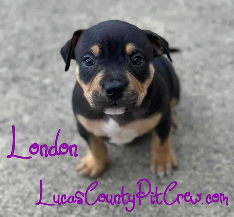 A baby large-sized female Tricolor (Brown, Black, & White) American Bully dog named London for adoption in Toledo, OH