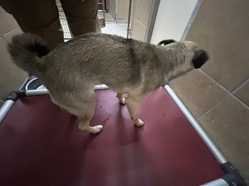 An adult small-sized female Yellow / Tan / Blond / Fawn Pug dog named Paola for adoption in Hobbs, NM