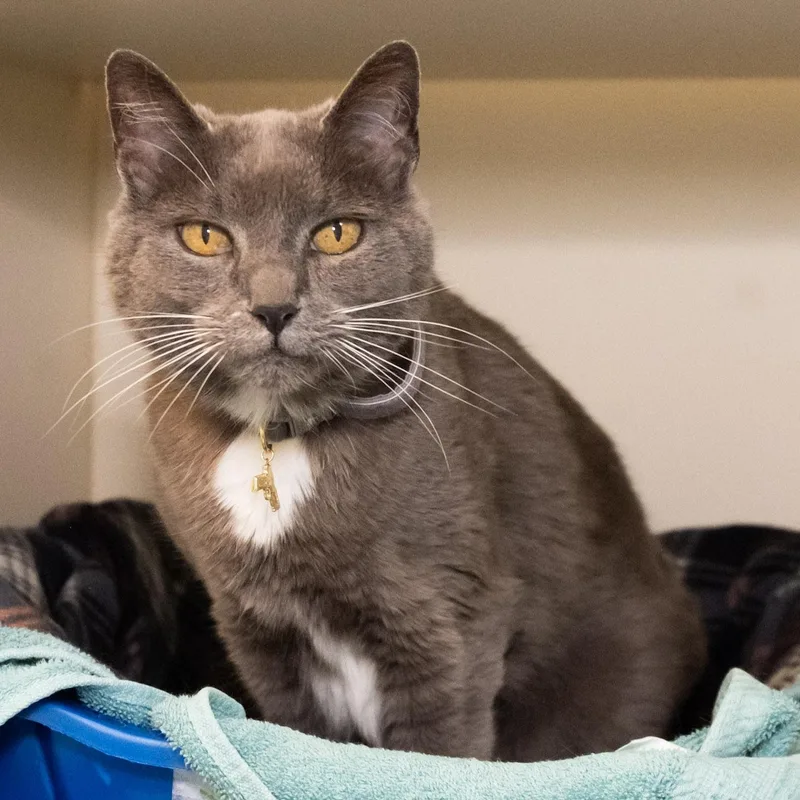 A senior medium-sized female Gray & White Domestic Short Hair cat named Bullet for adoption in Victor, NY