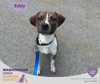 An adult medium-sized male Beagle dog named Eddy for adoption in Eighty Four, PA