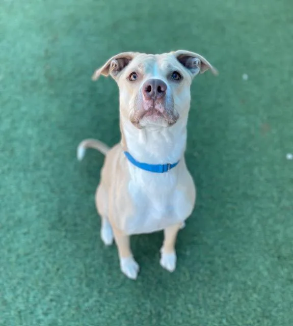 Mayflower thumbnail 2