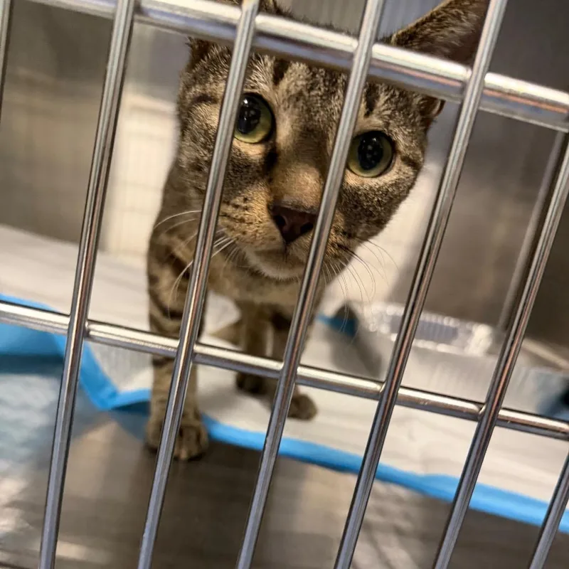 An adult medium-sized female Gray / Blue / Silver American Bobtail cat named Sweet Pea for adoption in Greensboro, NC