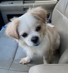 An adult small-sized female White / Cream Pekingese dog named Sandie for adoption in Longwood, FL