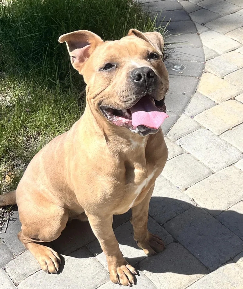 A young large-sized male Pit Bull Terrier dog named August Aka Auggie for adoption in Stagecoach, NV
