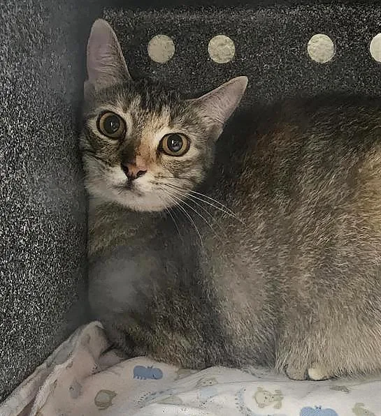 An adult medium-sized female Torbie Domestic Short Hair cat named Lavonda for adoption in Nashville, TN