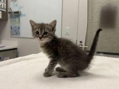 A baby small-sized female Gray / Blue / Silver Domestic Short Hair cat named Baby for adoption in Kansas City, MO