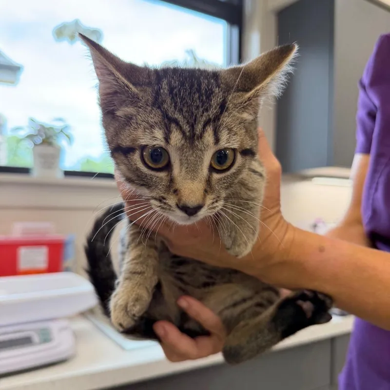 A baby small-sized male Brown / Chocolate Domestic Short Hair cat named Dobi for adoption in Morganton, NC