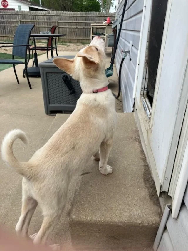 A baby medium-sized female White / Cream Mixed Breed dog named Olivia for adoption in RUSSIAVILLE, IN