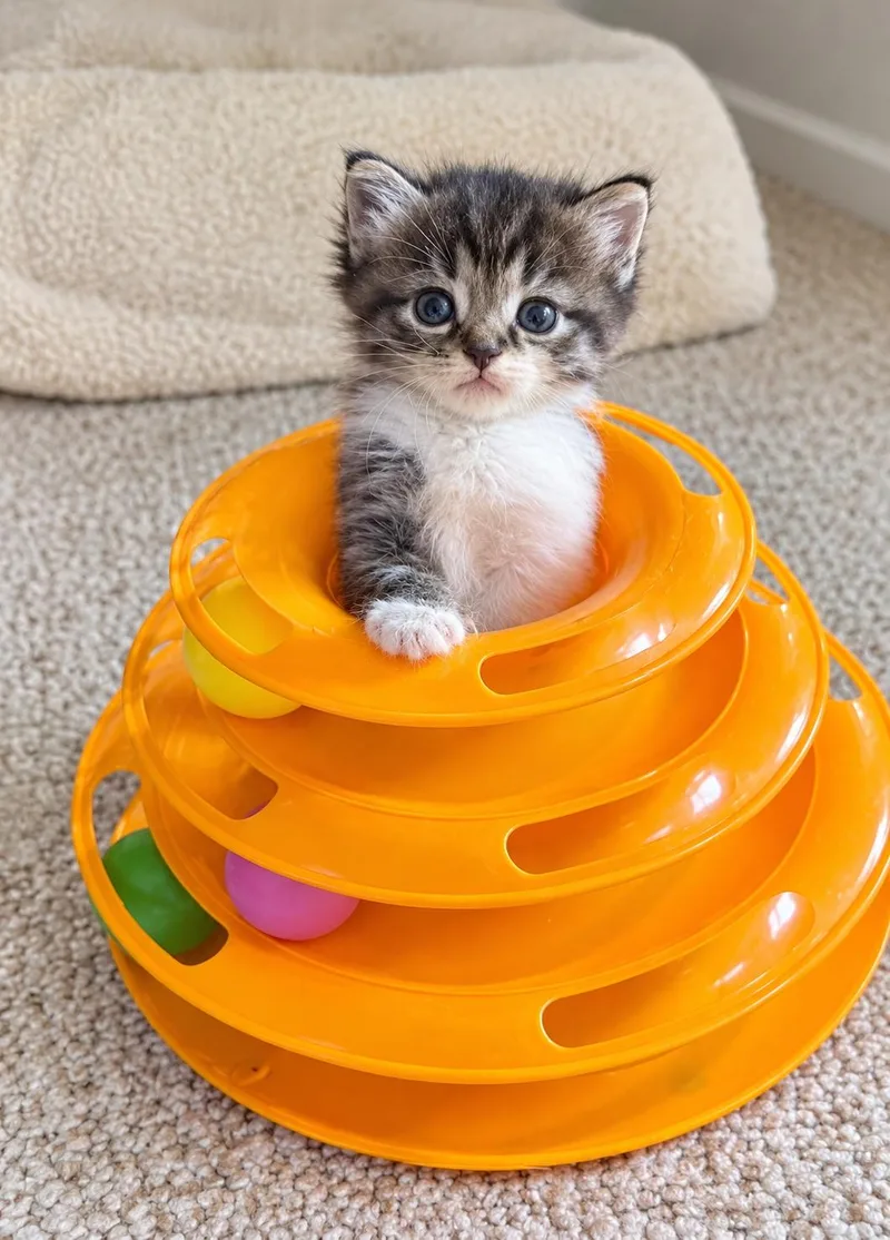 A baby medium-sized male Tabby (Brown / Chocolate) Tabby cat named Jerry for adoption in Pickerington, OH