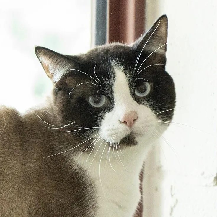 A young medium-sized male Buff / Tan / Fawn Domestic Short Hair cat named Sanji for adoption in Slidell, LA