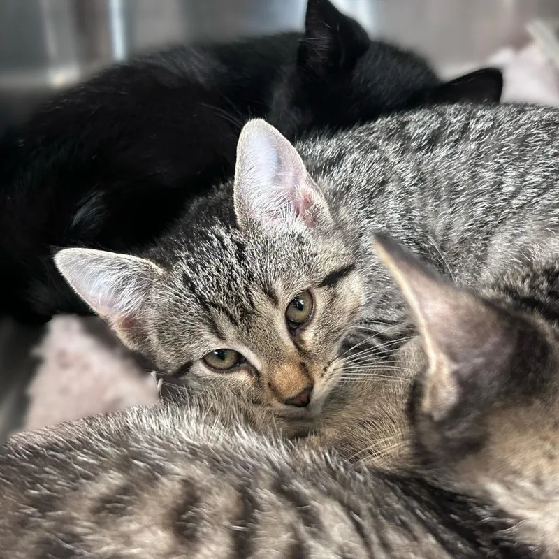 A baby small-sized female Brown / Chocolate Domestic Short Hair cat named White Button for adoption in Davenport, IA