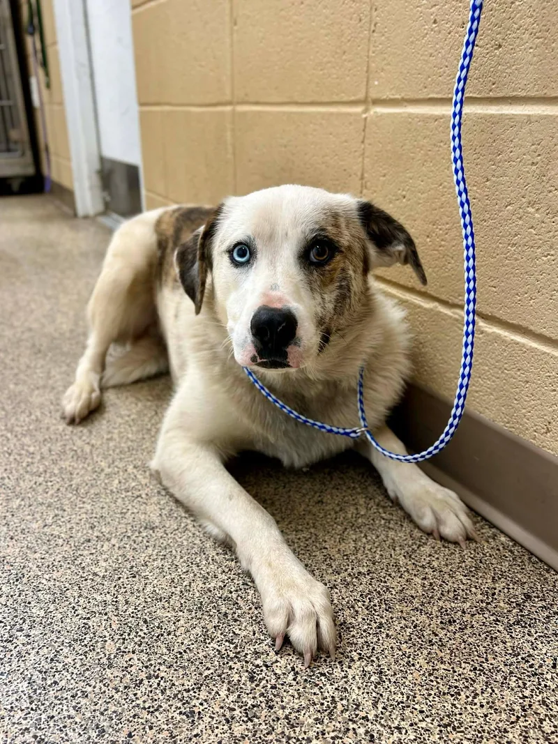 An adult medium-sized male Black Australian Shepherd dog named Raider for adoption in Fort Payne, AL