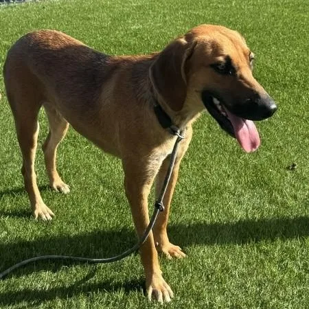 A young medium-sized female Red / Chestnut / Orange Redbone Coonhound dog named Ruby for adoption in Williston, VT