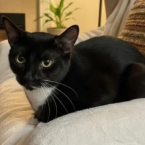 A baby medium-sized female Black Domestic Short Hair cat named Missy for adoption in Donalsonville, GA