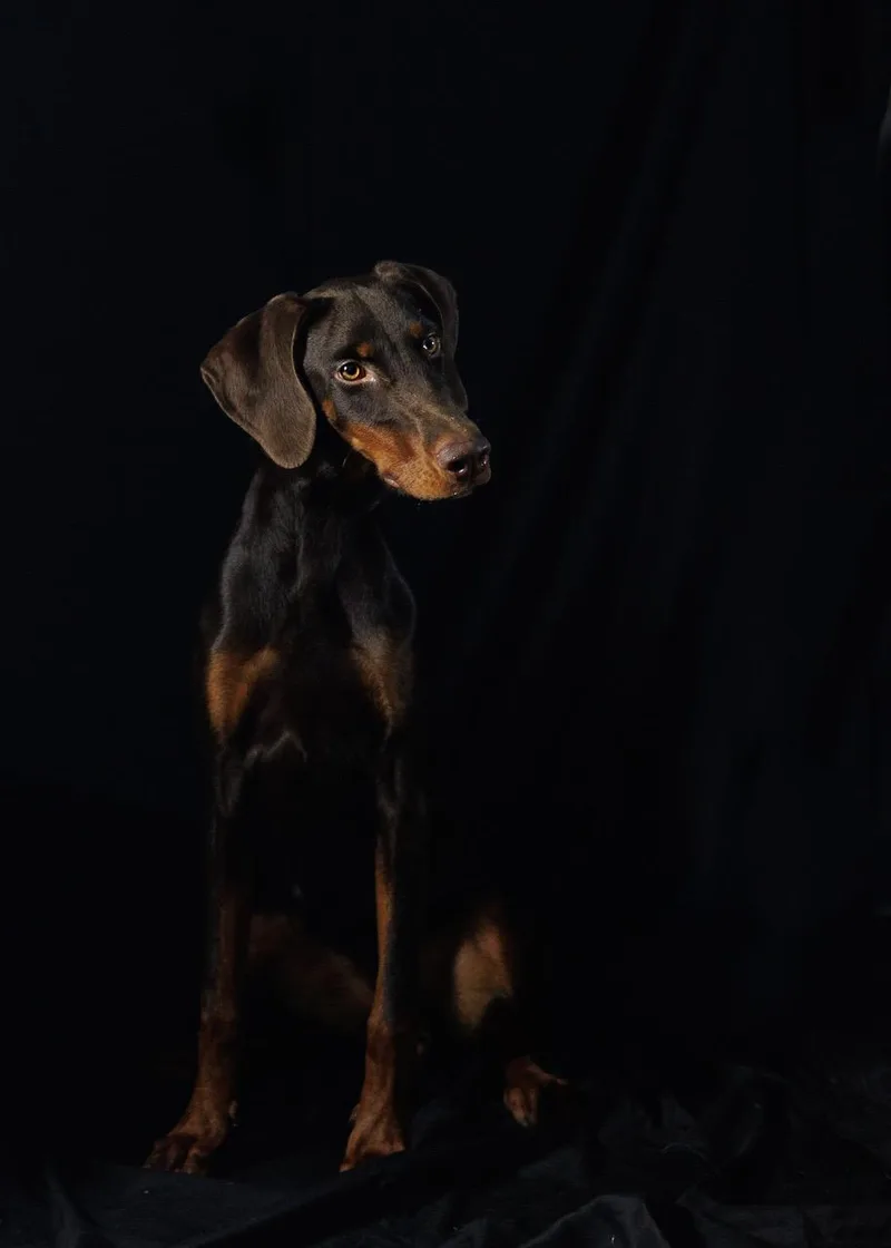 A young large-sized female Doberman Pinscher dog named Dawn for adoption in Eglin AFB, FL