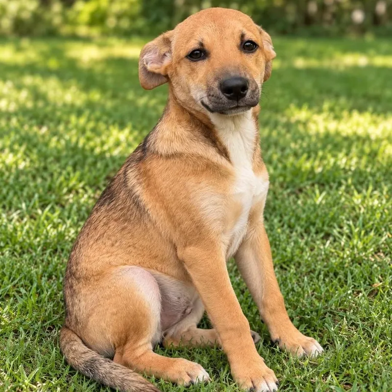 A baby small-sized male Mixed Breed dog named Philoctetes for adoption in Cranston, RI